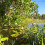 Lillies at Marlow Lagoon