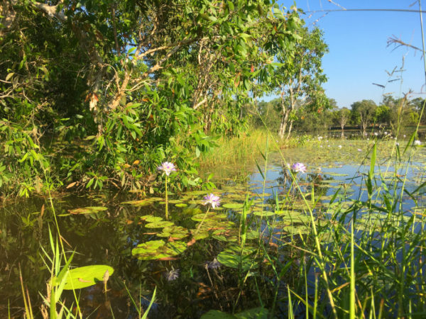 Lillies at Marlow Lagoon