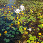 Water lillies at Marlow Lagoon