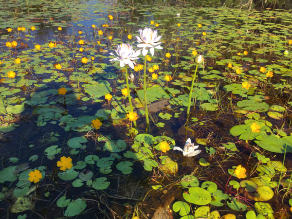 Water lillies at Marlow Lagoon